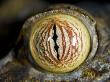 Close Up Of Eye Of Leaf Tailed Gecko Eye Detail, Nosy Mangabe, Northeast Madagascar by Inaki Relanzon Limited Edition Print