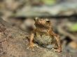 River Toad Danum Valley, Sabah, Borneo by Tony Heald Limited Edition Print