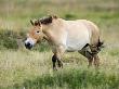 Semi Wild Przewalski Horse Stallion, Parc Du Villaret, Causse Mejean, Lozere, France by Eric Baccega Limited Edition Print