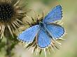 Adonis Blue Male On Carline Thistle, Oxfordshire, England, Uk by Andy Sands Limited Edition Print