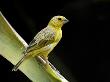 Immature Male Golden-Bellied Grosbeak Chaparri Ecological Reserve, Peru, South America by Eric Baccega Limited Edition Print