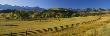 Trees In A Field, Colorado, Usa by Panoramic Images Limited Edition Pricing Art Print