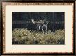 Autumn Foraging by Ron Parker Limited Edition Print