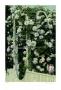 White Rose Arbor by Greg Singley Limited Edition Print