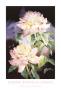 Summer Roses by Jean Crane Limited Edition Print