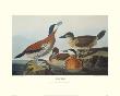 Ruddy Duck by John James Audubon Limited Edition Print