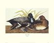 Scaup Duck by John James Audubon Limited Edition Print