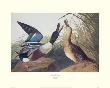 Shoveller Duck by John James Audubon Limited Edition Print