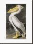 American White Pelican by John James Audubon Limited Edition Pricing Art Print
