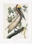 Brown Pelican by John James Audubon Limited Edition Print