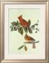 Cardinal Grosbeak by John James Audubon Limited Edition Print