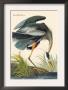 Great Blue Heron by John James Audubon Limited Edition Pricing Art Print