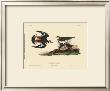 Kildeer Plover by John James Audubon Limited Edition Print