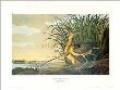 Long Billed Curlew by John James Audubon Limited Edition Print