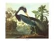 Louisiana Heron by John James Audubon Limited Edition Print