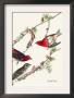 Purple Finch by John James Audubon Limited Edition Print