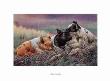 Three Little Pigs by Wanda Mumm Limited Edition Pricing Art Print