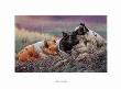 Three Little Pigs by Wanda Mumm Limited Edition Print